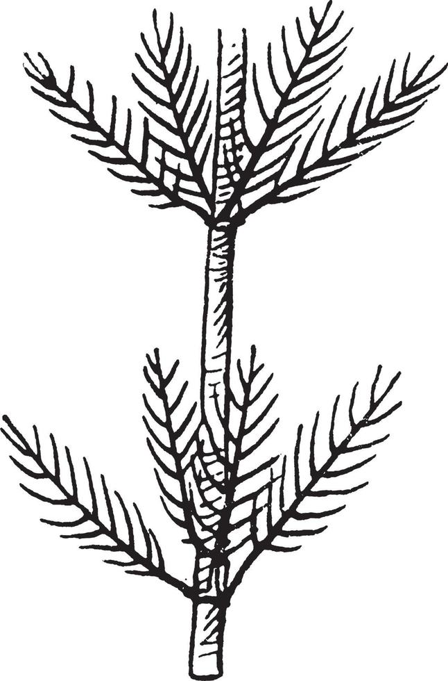 Myriophyllum-Weinleseillustration. vektor