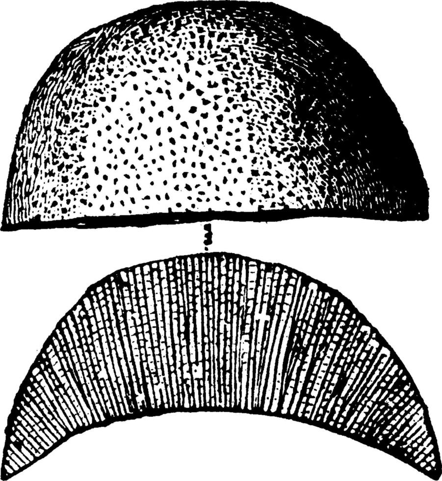 chaetetes utstråla, årgång illustration vektor