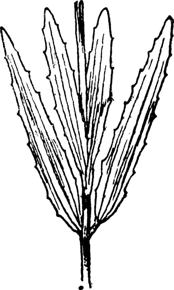 r. aristosa-weinleseillustration. vektor