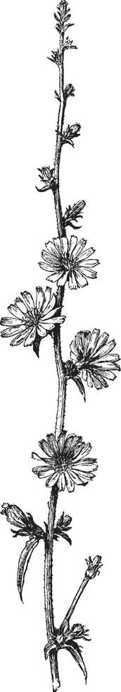 Vintage Illustration der Zichorienblume. vektor