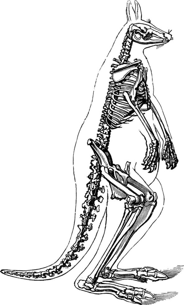 känguru skelett, årgång illustration. vektor