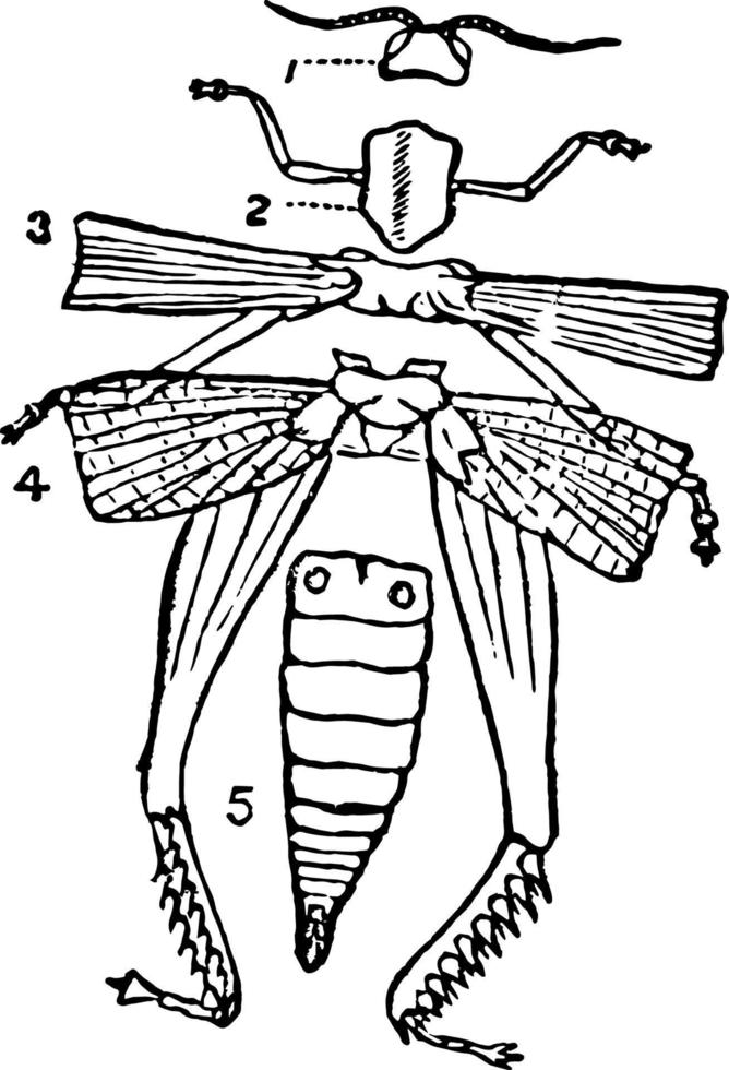 diagram av de extern strukturera av ett insekt årgång illustration. vektor