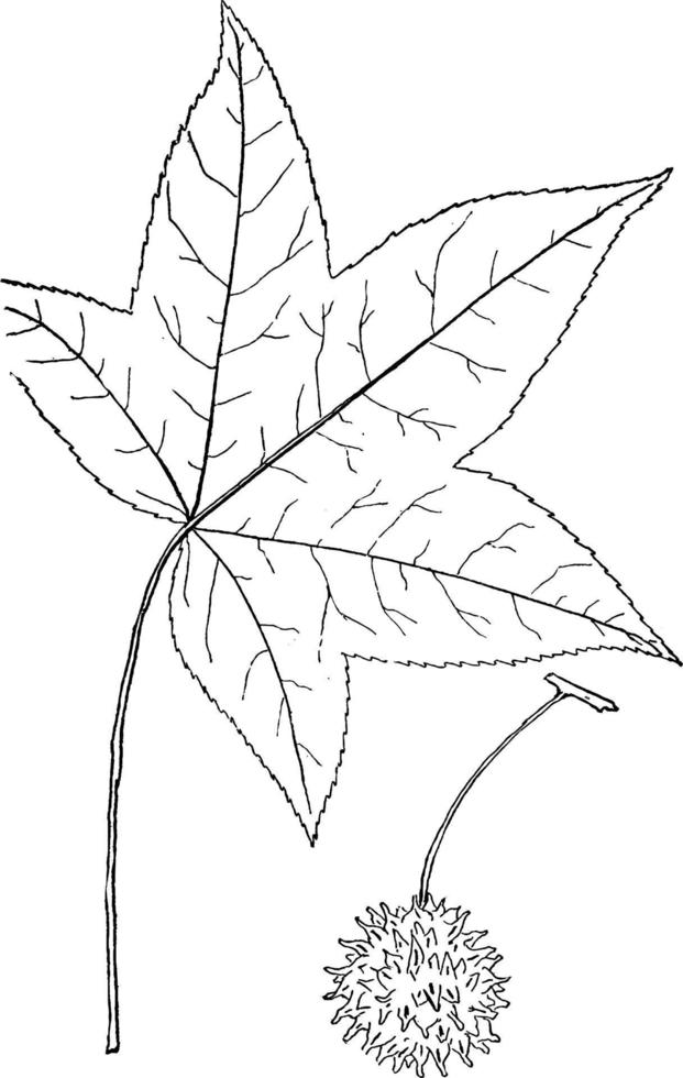 släkte liquidamber, l. ljuv luffare årgång illustration. vektor