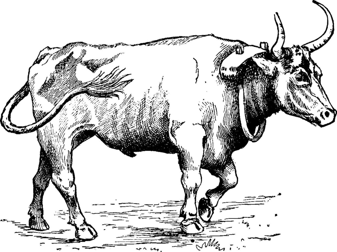 Schütteln der Milch, Vintage-Illustration. vektor