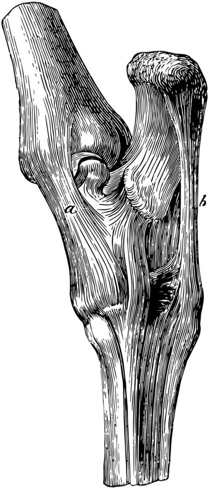 tarsus ligament, årgång illustration. vektor