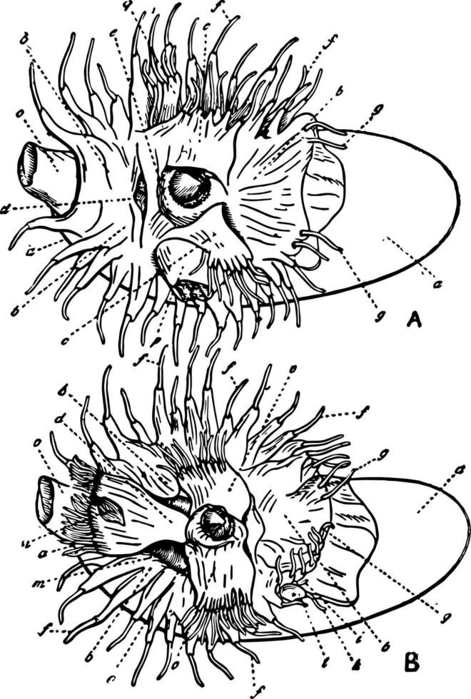 nautilus oral yta, årgång illustration. vektor