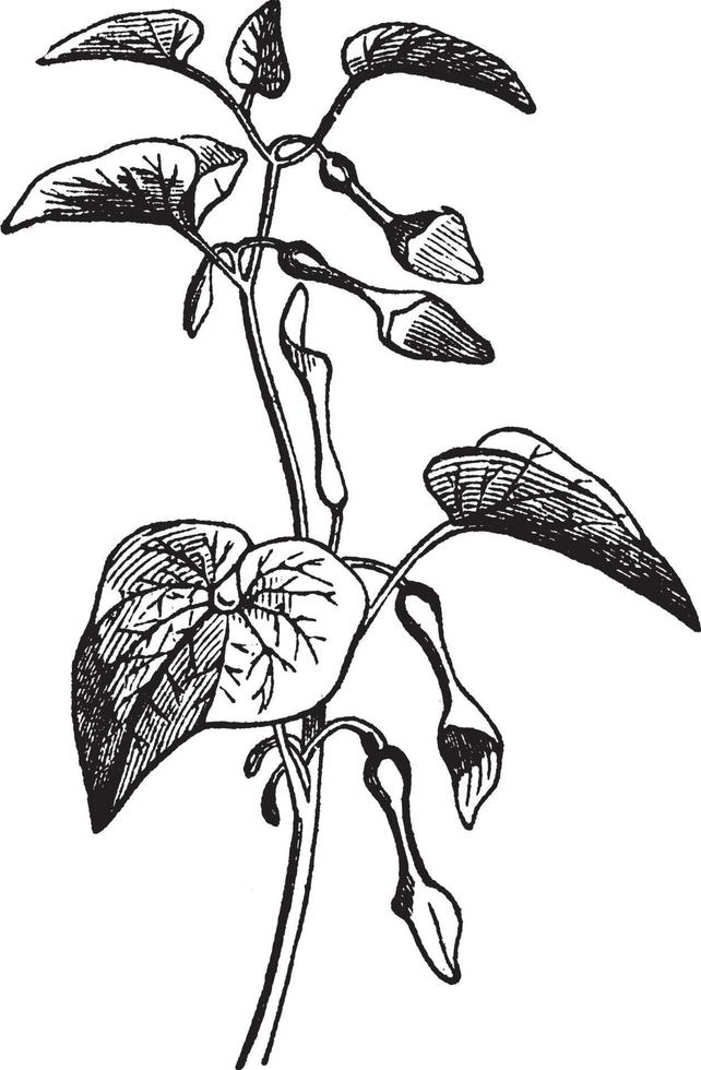 aristolochia årgång illustration. vektor