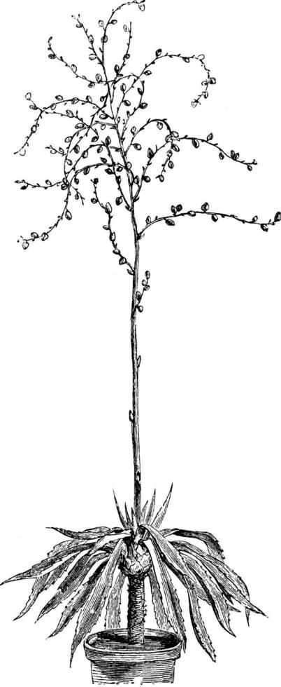 blomställning, med bulbis, av furcraea curensis årgång illustration. vektor