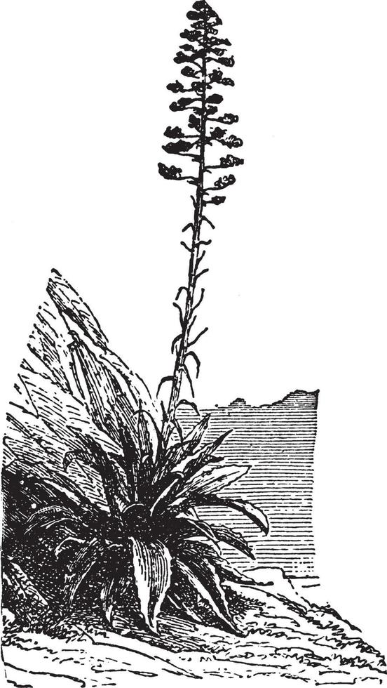 agave årgång illustration. vektor