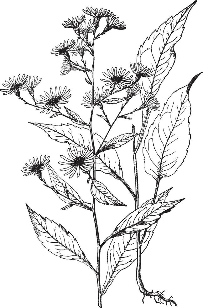 aster lindleyanus vintage illustration. vektor