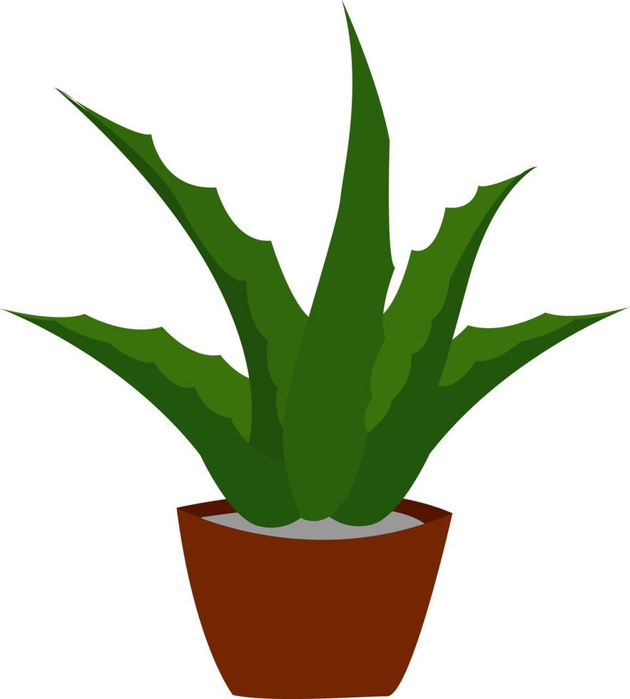 Aloe-Pflanze, Illustration, Vektor auf weißem Hintergrund.