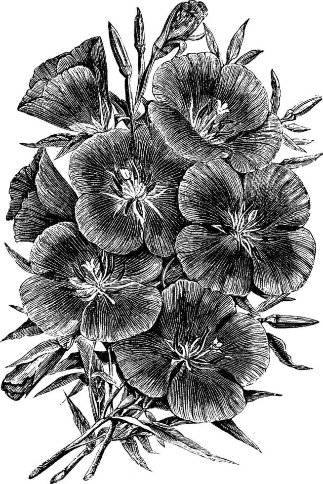 oenothera lady albemarle årgång illustration. vektor