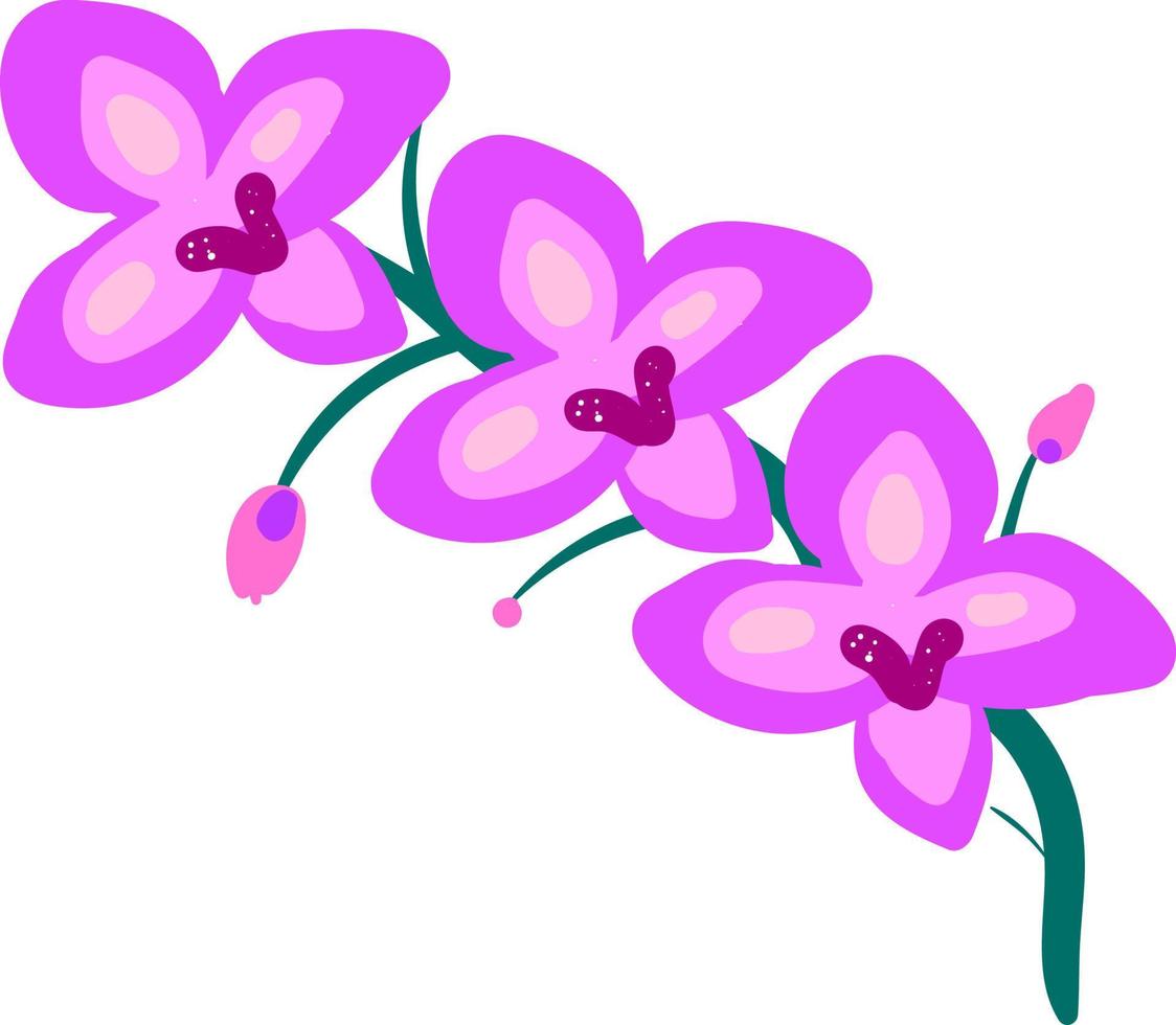 flache Orchidee, Illustration, Vektor auf weißem Hintergrund.