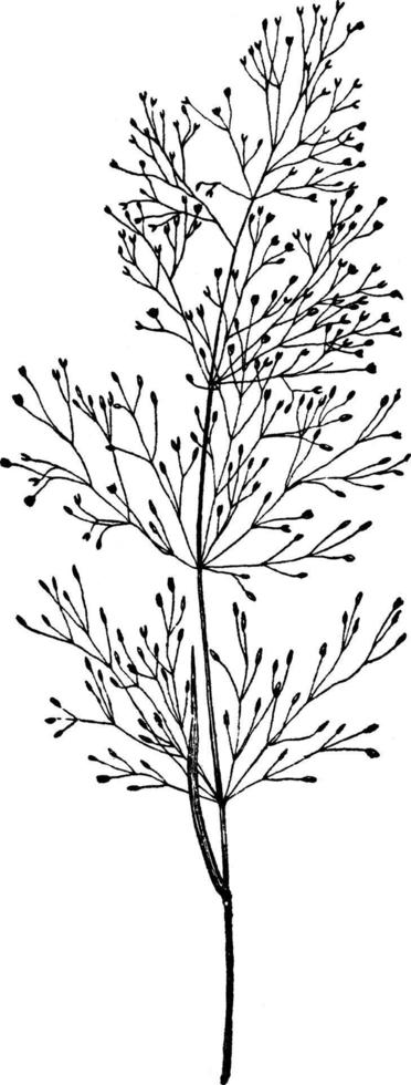 agrostis nebulosa vintage illustration. vektor