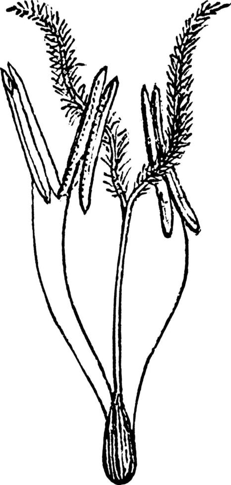 gräs blomma årgång illustration. vektor