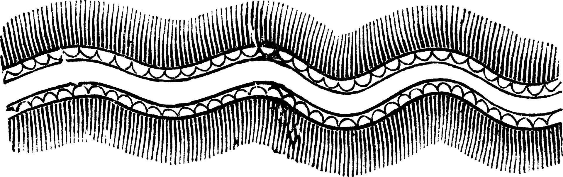 dubbel- sav, årgång illustration. vektor