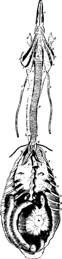 de respiratorisk och sång- organ av en råka årgång illustration. vektor