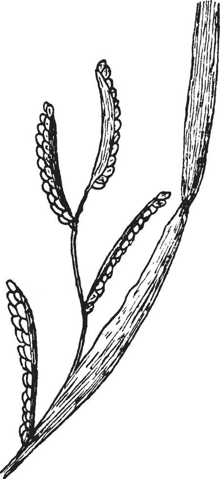 botanisk, blad, växt, stam, blad årgång illustration. vektor