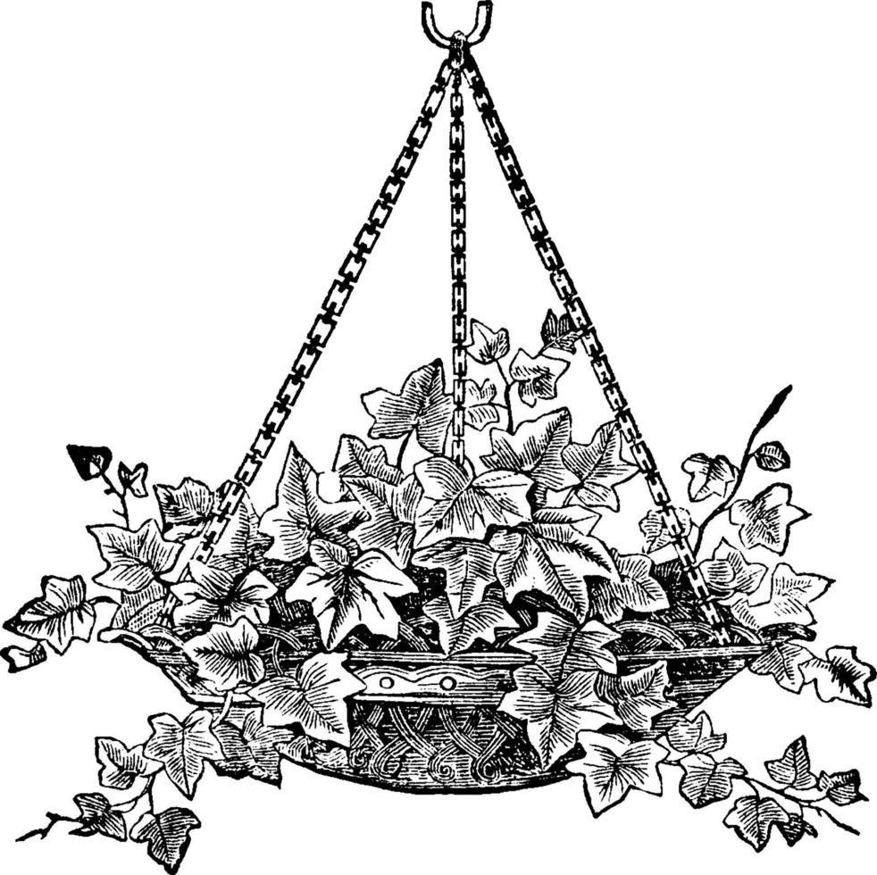 murgröna hängande korg, årgång illustration. vektor