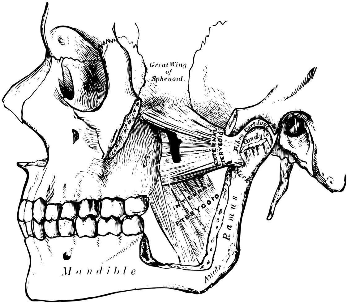 pterygoid muskler, årgång illustration. vektor