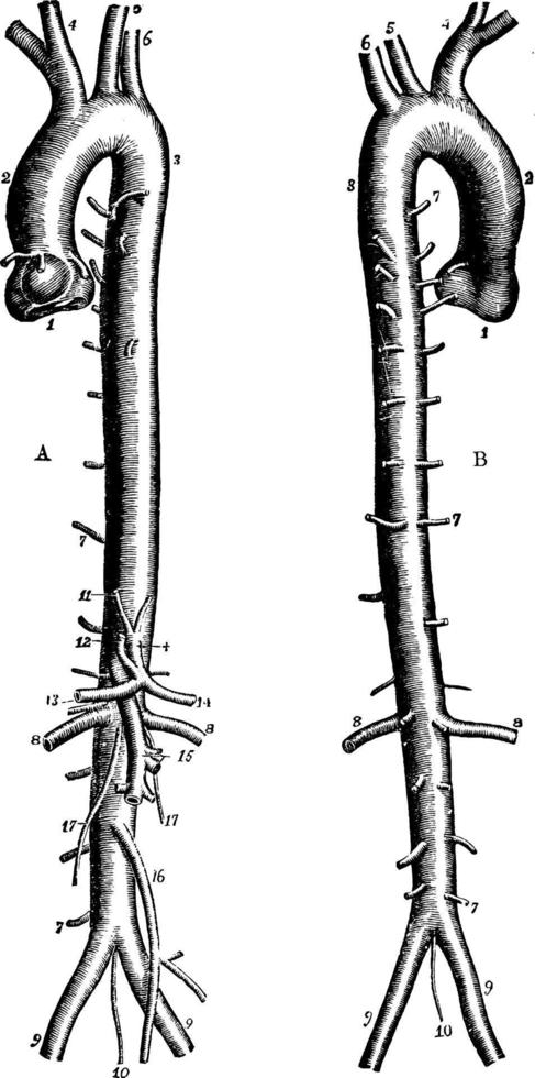 de aorta, årgång illustration. vektor