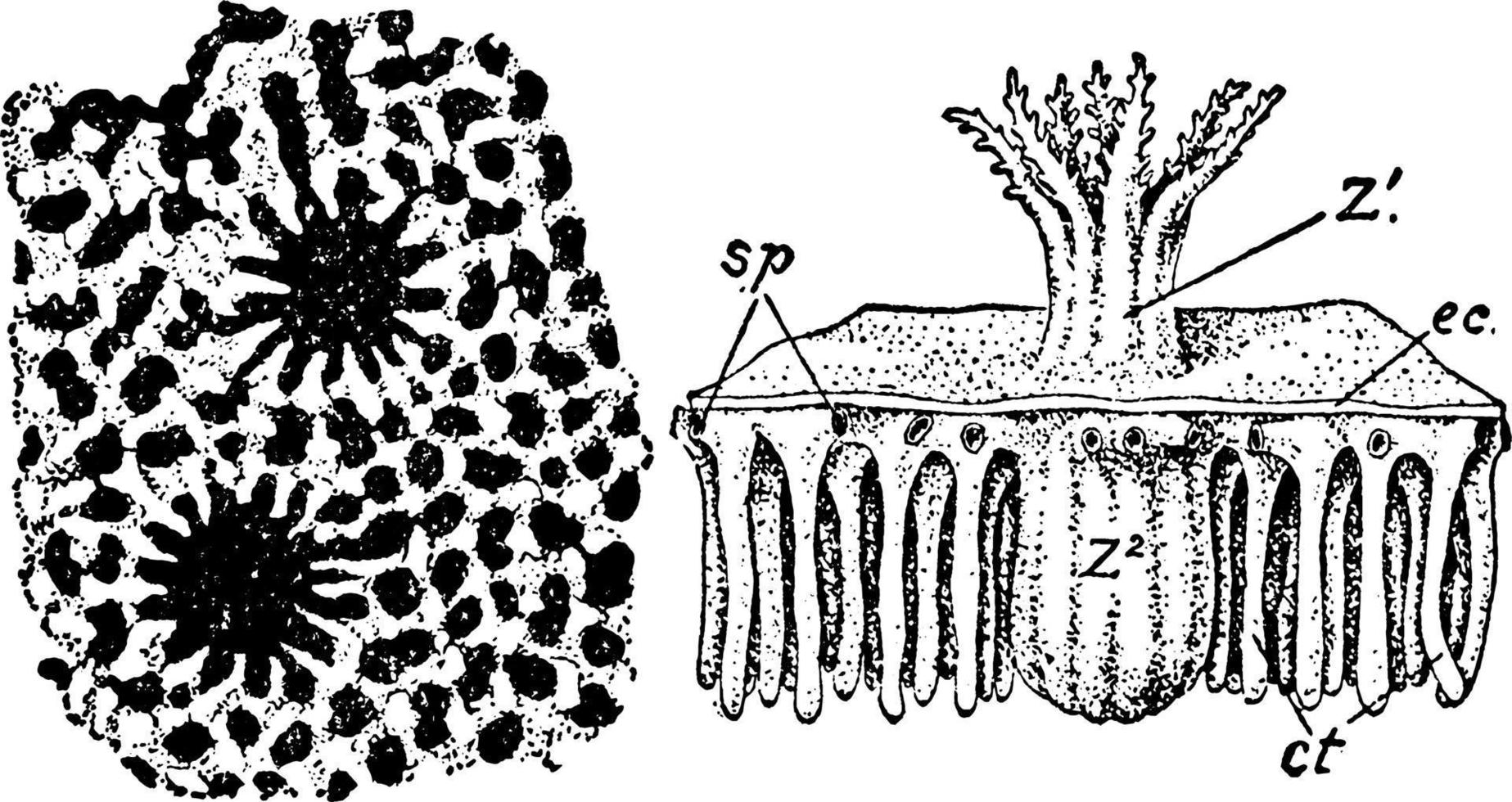 heliopora corerulea, årgång illustration. vektor