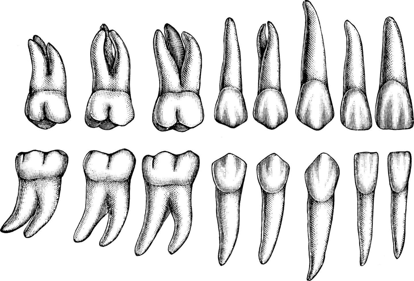 permanent tänder, årgång illustration. vektor