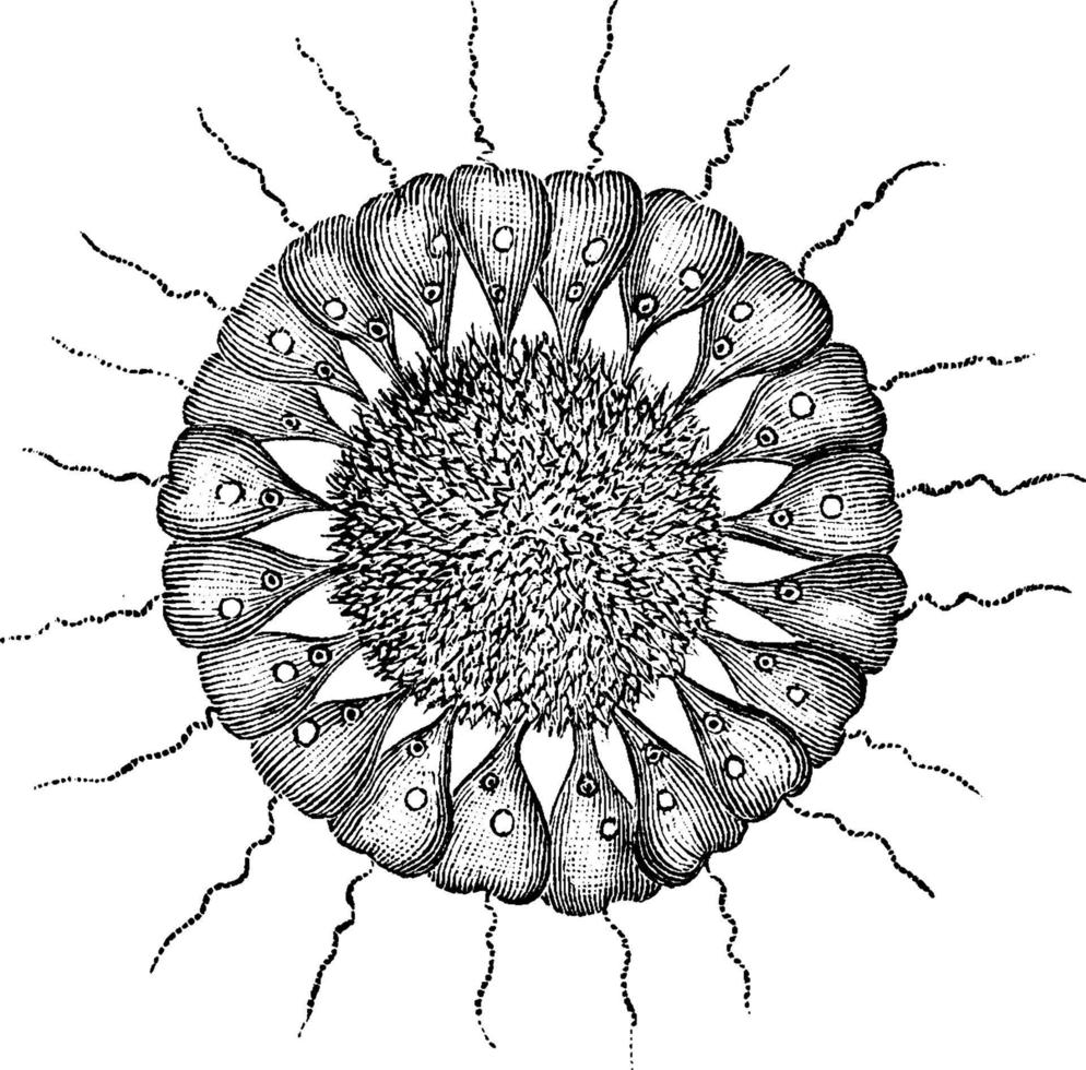 Cercomonade Flagellate, Vintage Illustration. vektor