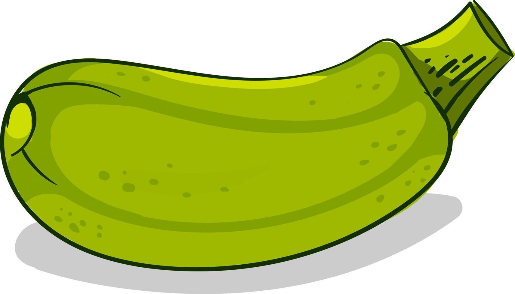 frische Zucchini, Illustration, Vektor auf weißem Hintergrund