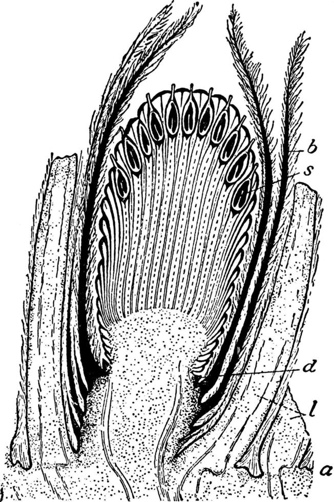 cycadeoid årgång illustration. vektor