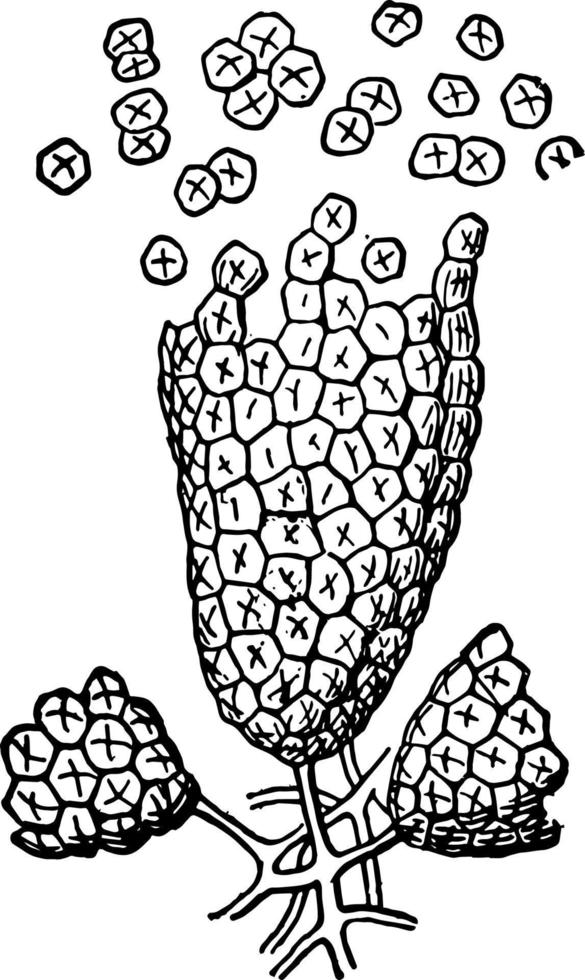orchis årgång illustration. vektor