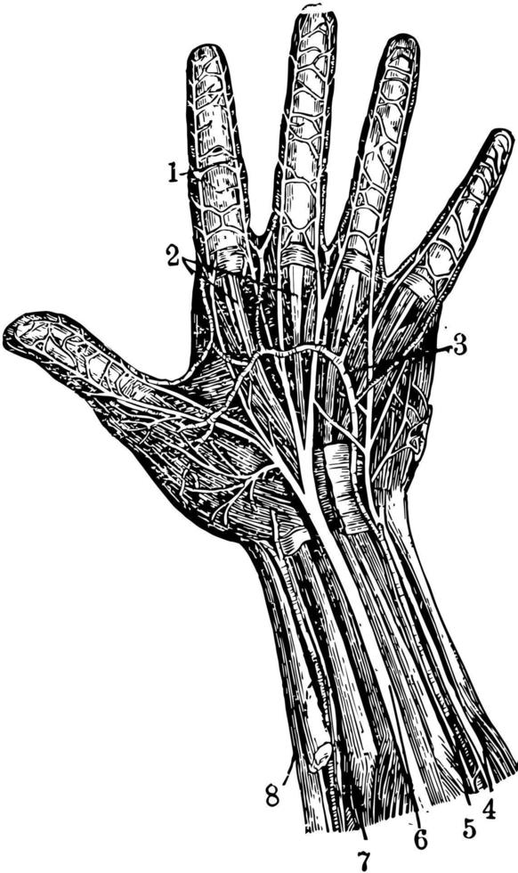 Hand, Vintage-Illustration vektor