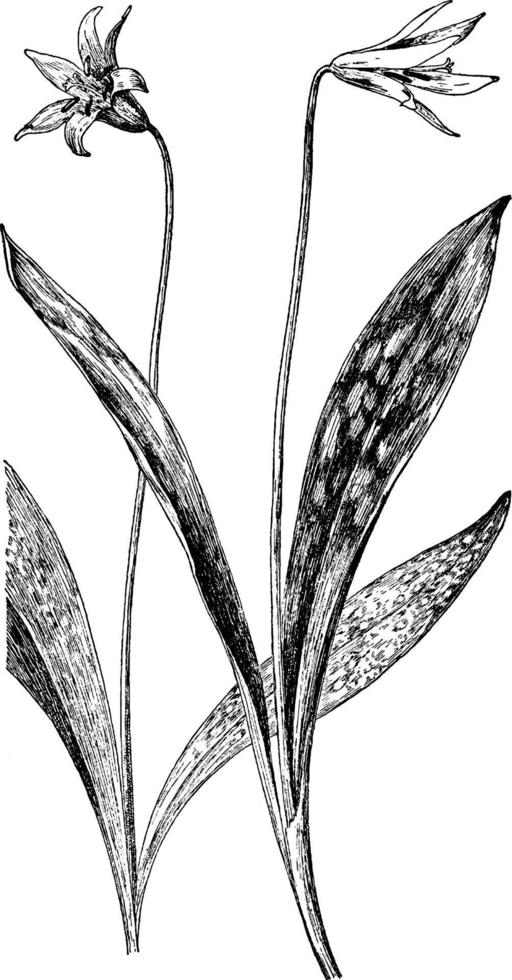 e. americanum und e. Albidum-Weinleseillustration. vektor