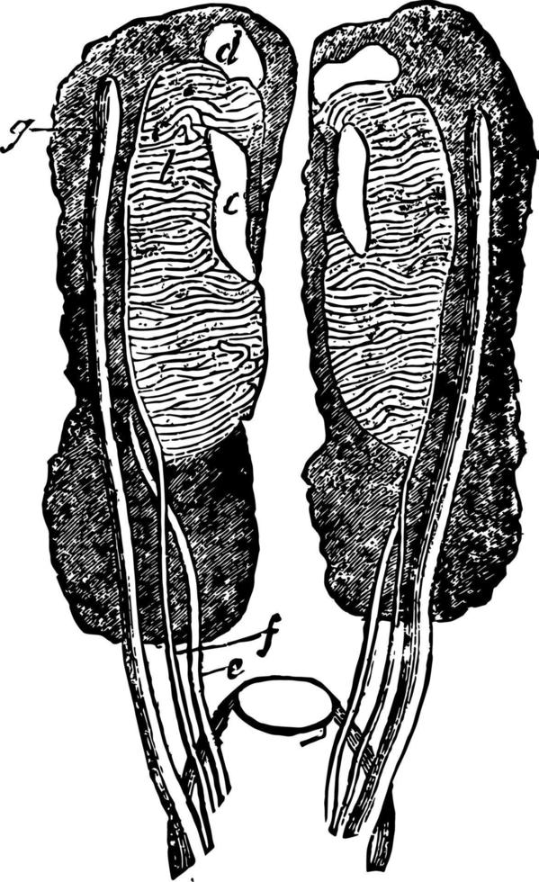 weibliche uro genitalorgan vintage illustration. vektor