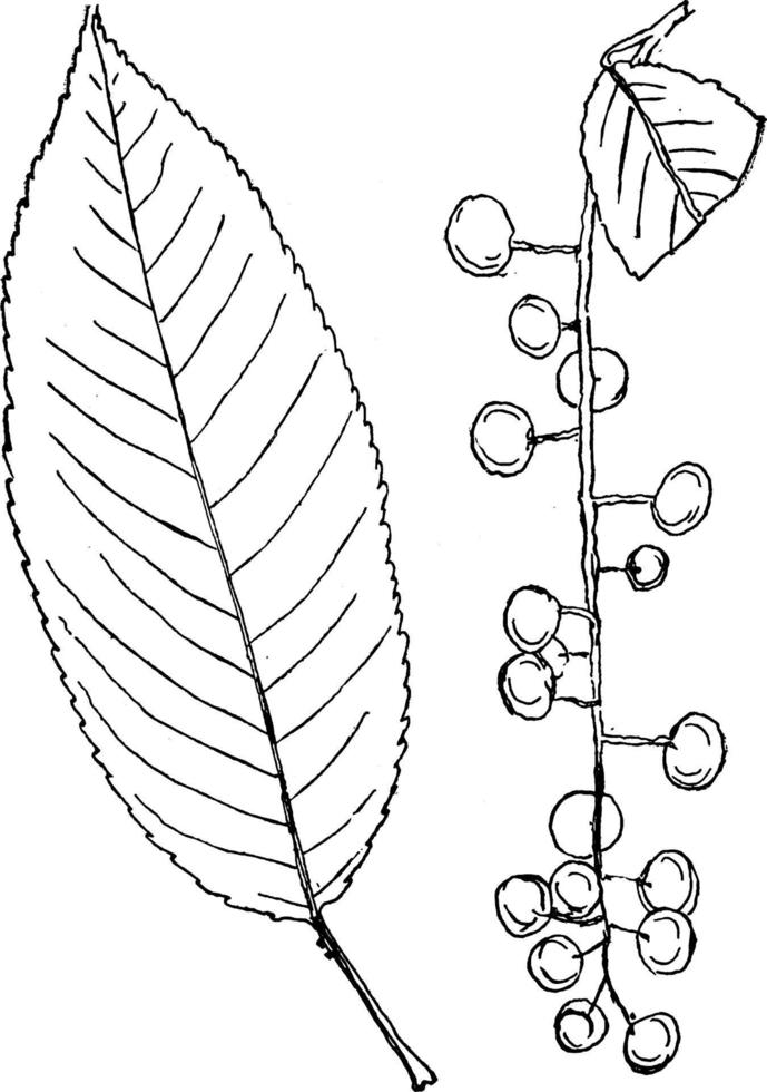 släkte prunus l. körsbär, plommon årgång illustration. vektor