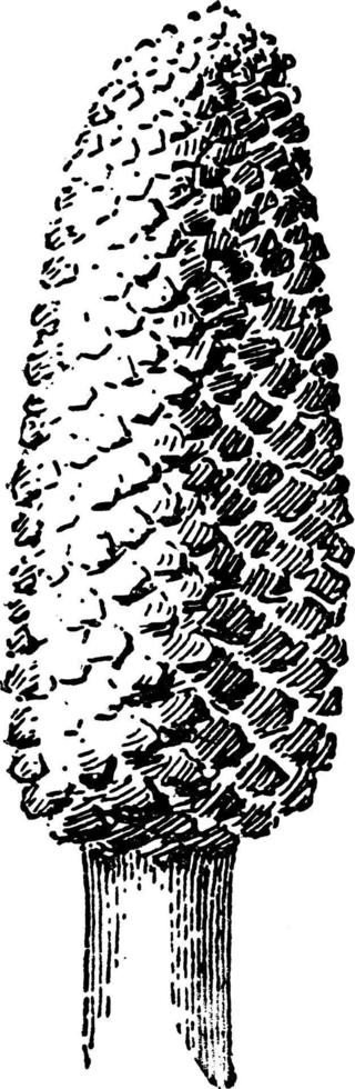 Zamia, floridana, cycad, små, familj årgång illustration. vektor
