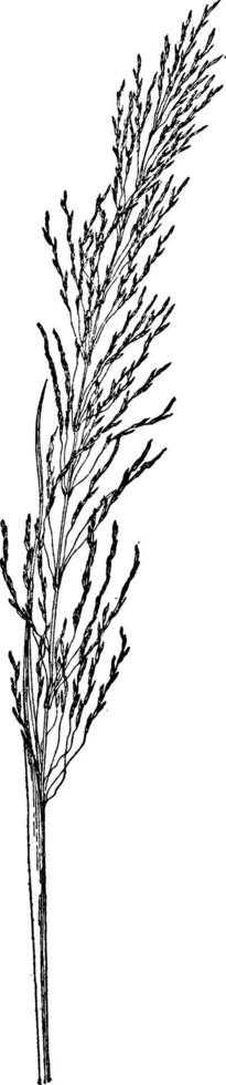 vetiveria zizanioides vintage illustration. vektor