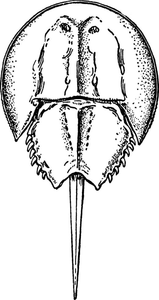 limulus polyfemus, årgång illustration. vektor