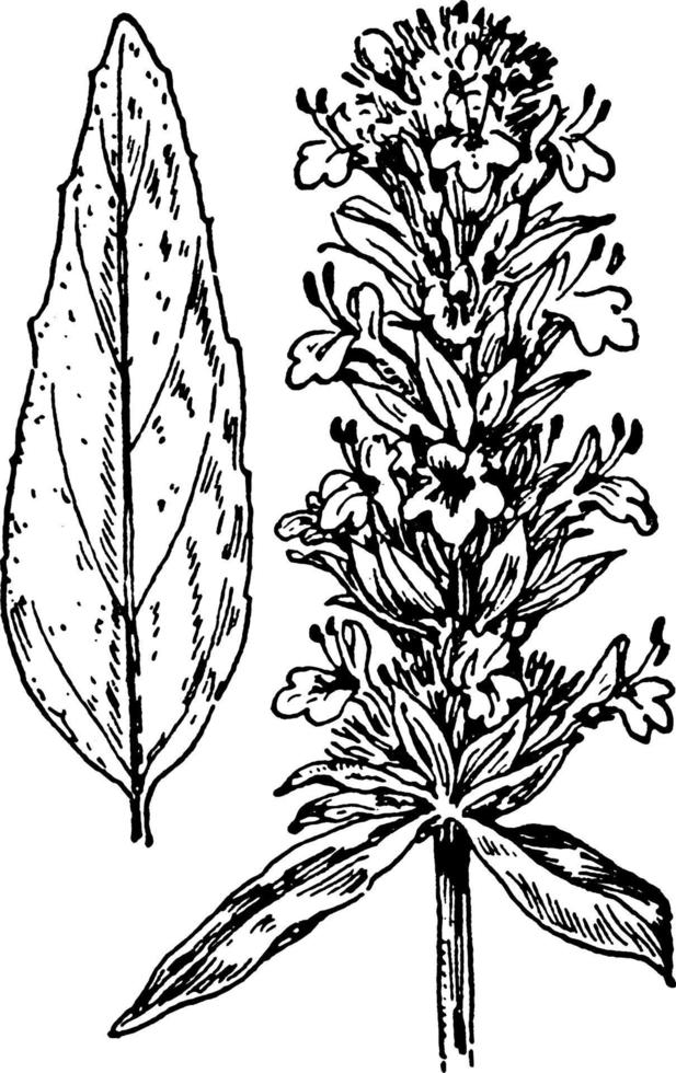 blefili, ciliata, blommor, blad, dunig, mynta, växt årgång illustration. vektor