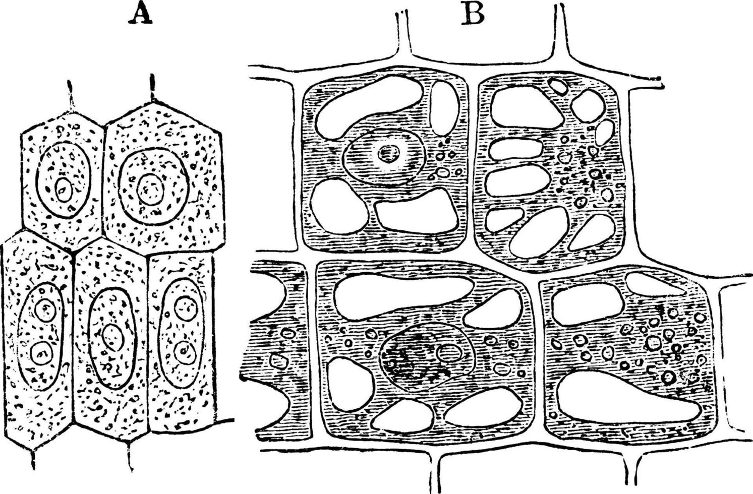 vegetabiliska cell, årgång illustration. vektor