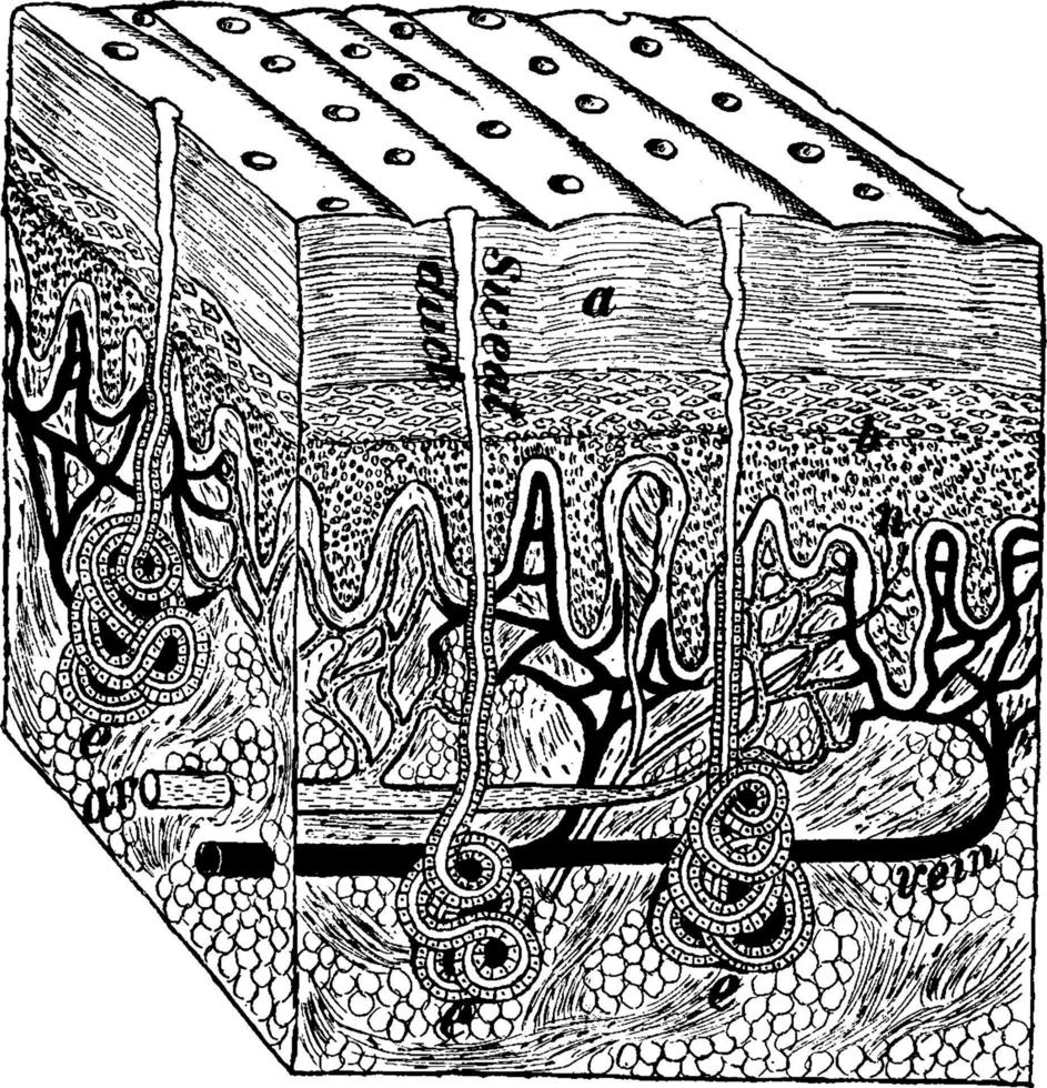 sektion av hud, årgång illustration. vektor