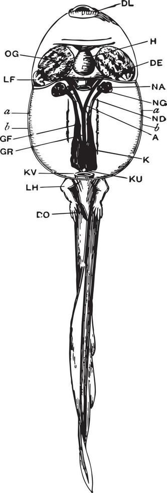 grodyngel dissektion, årgång illustration. vektor