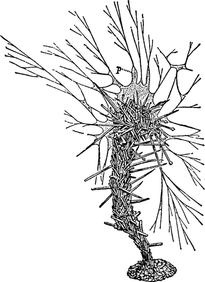 haliphysena tumanvitzii, årgång illustration. vektor