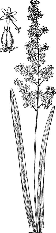 m. virginicum-weinleseillustration. vektor