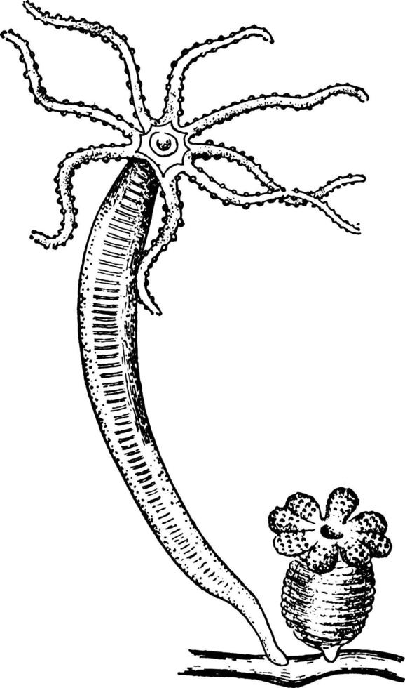 Hydra, Vintage-Illustration. vektor