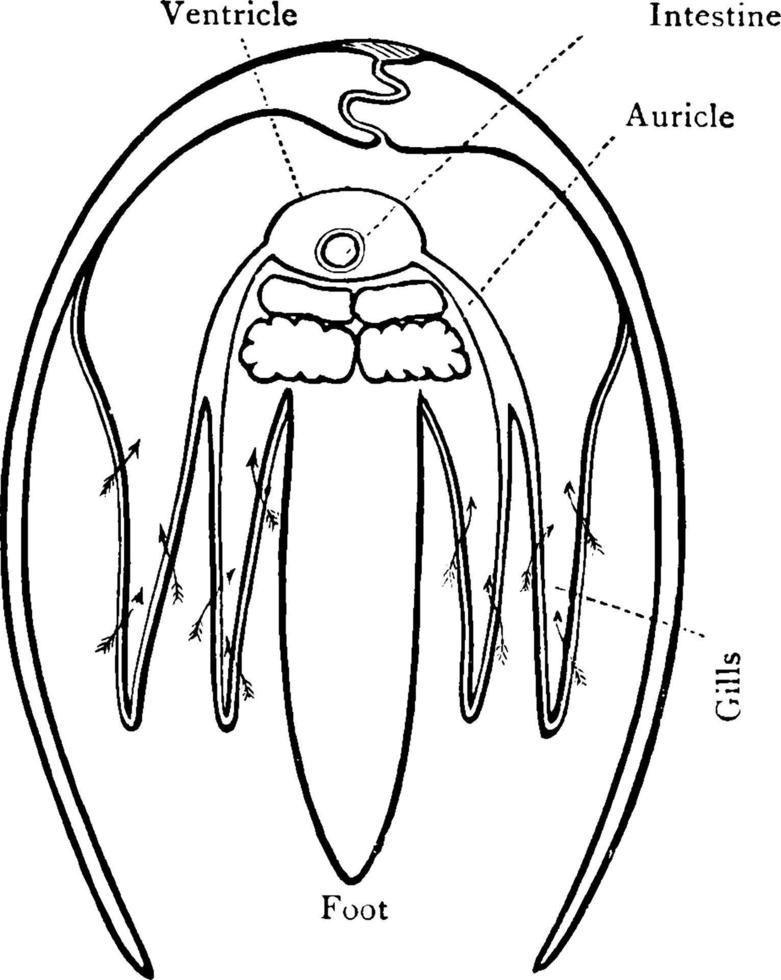 mussla skal korsa sektion, årgång illustration. vektor