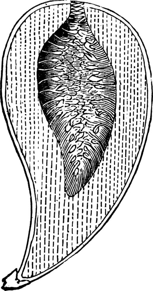 Vintage Illustration des Feigenfruchtabschnitts. vektor