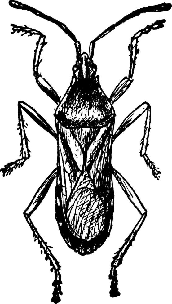 squashbug, årgång illustration. vektor