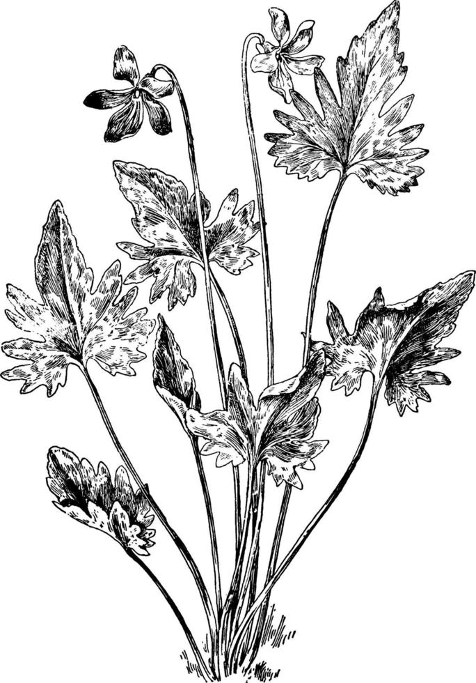 v. Palmata-Weinleseillustration. vektor