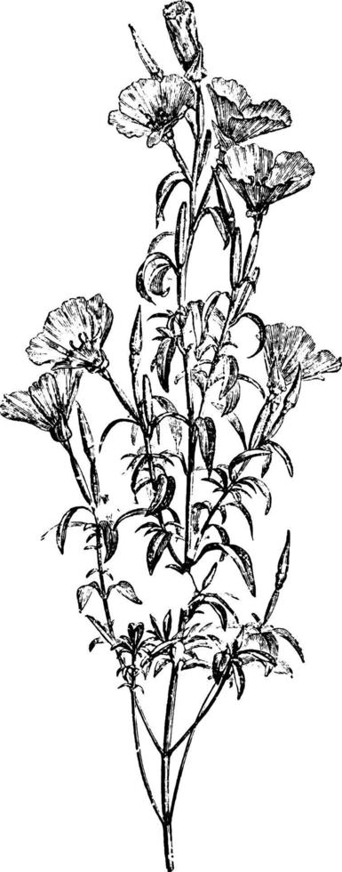 blühender zweig von oenothera amoena rubicunda vintage illustration. vektor
